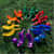 CSISBS1SET Image Thumbnail 9