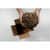 MMMPCW1230 Image Thumbnail 29