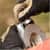 DUC242946 Image Thumbnail 2