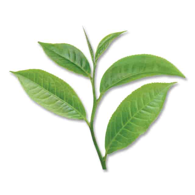 BTC007906 Product Image 5