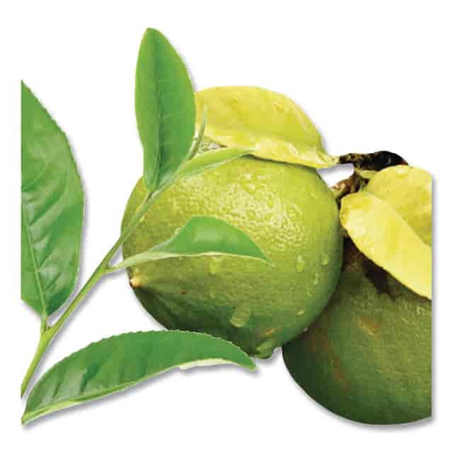 BTC10348 Product Image 6