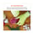 EGO18015 Image Thumbnail 1